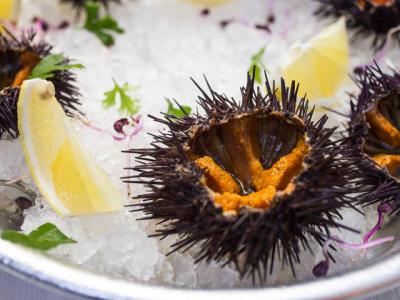 Urchins on dinner plate